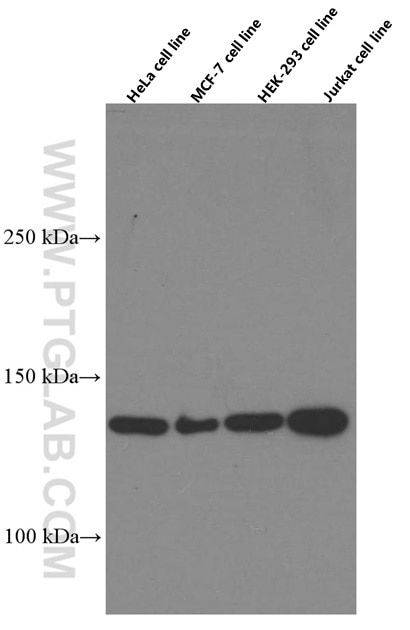 WB analysis using 66497-1-Ig