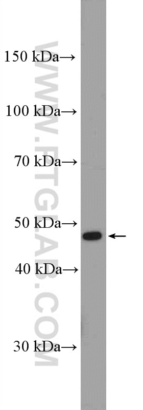 Western Blot (WB) analysis of HeLa cells using CCBL1/KAT1 Polyclonal antibody (12156-1-AP)