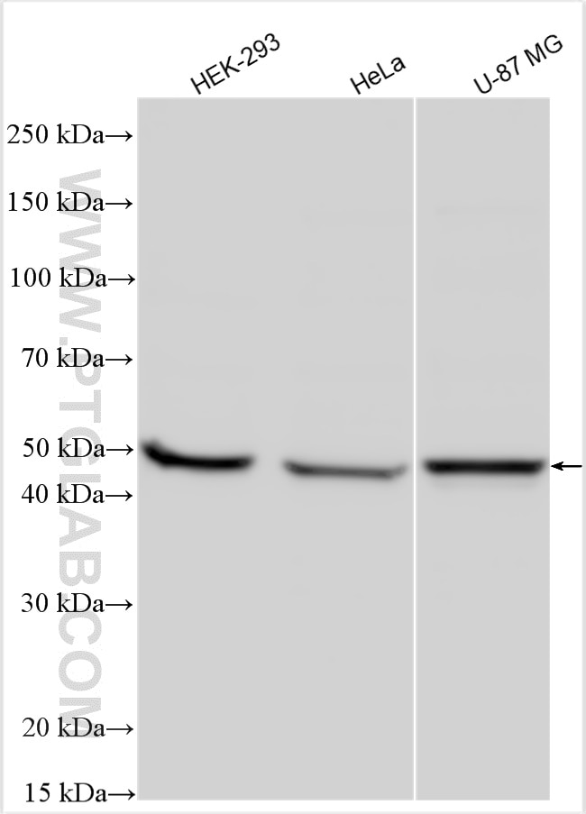 Western Blot (WB) analysis of various lysates using CCBL1 Polyclonal antibody (30296-1-AP)