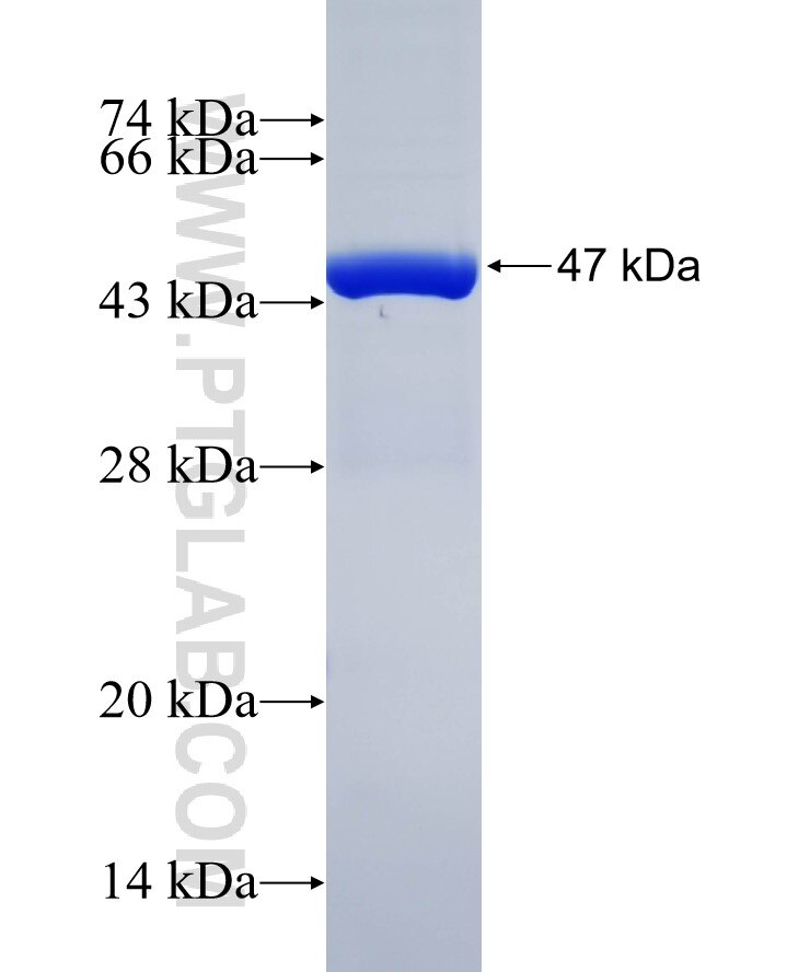CCBL1 fusion protein Ag32316 SDS-PAGE