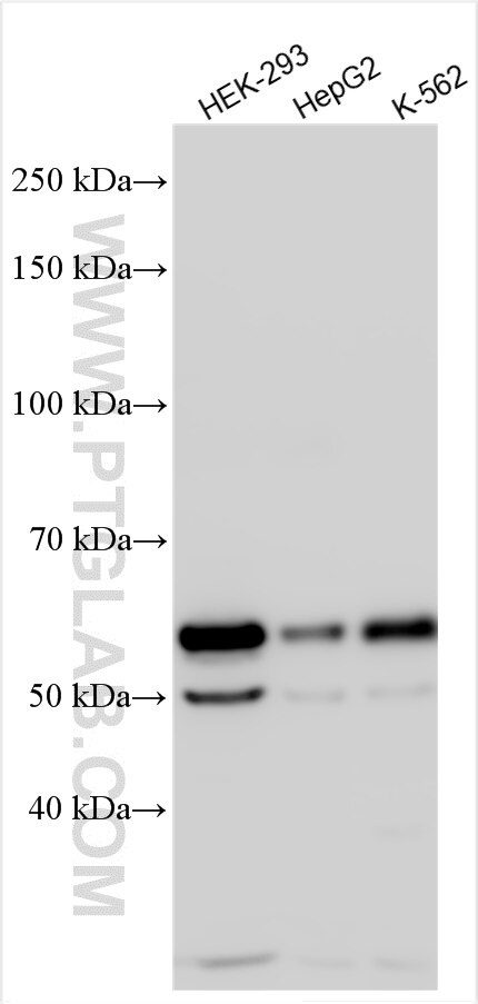 Western Blot (WB) analysis of various lysates using CCBL2 Polyclonal antibody (55476-1-AP)