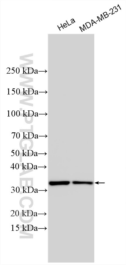 Western Blot (WB) analysis of various lysates using SGF29 Polyclonal antibody (24061-1-AP)
