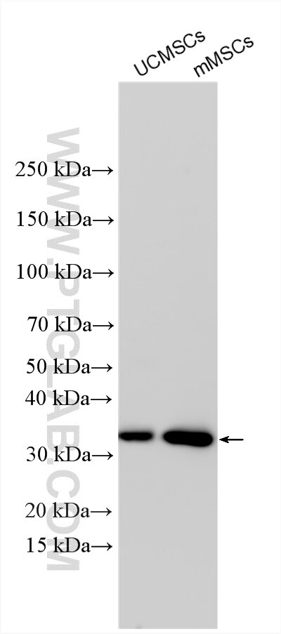 Western Blot (WB) analysis of various lysates using SGF29 Polyclonal antibody (24061-1-AP)