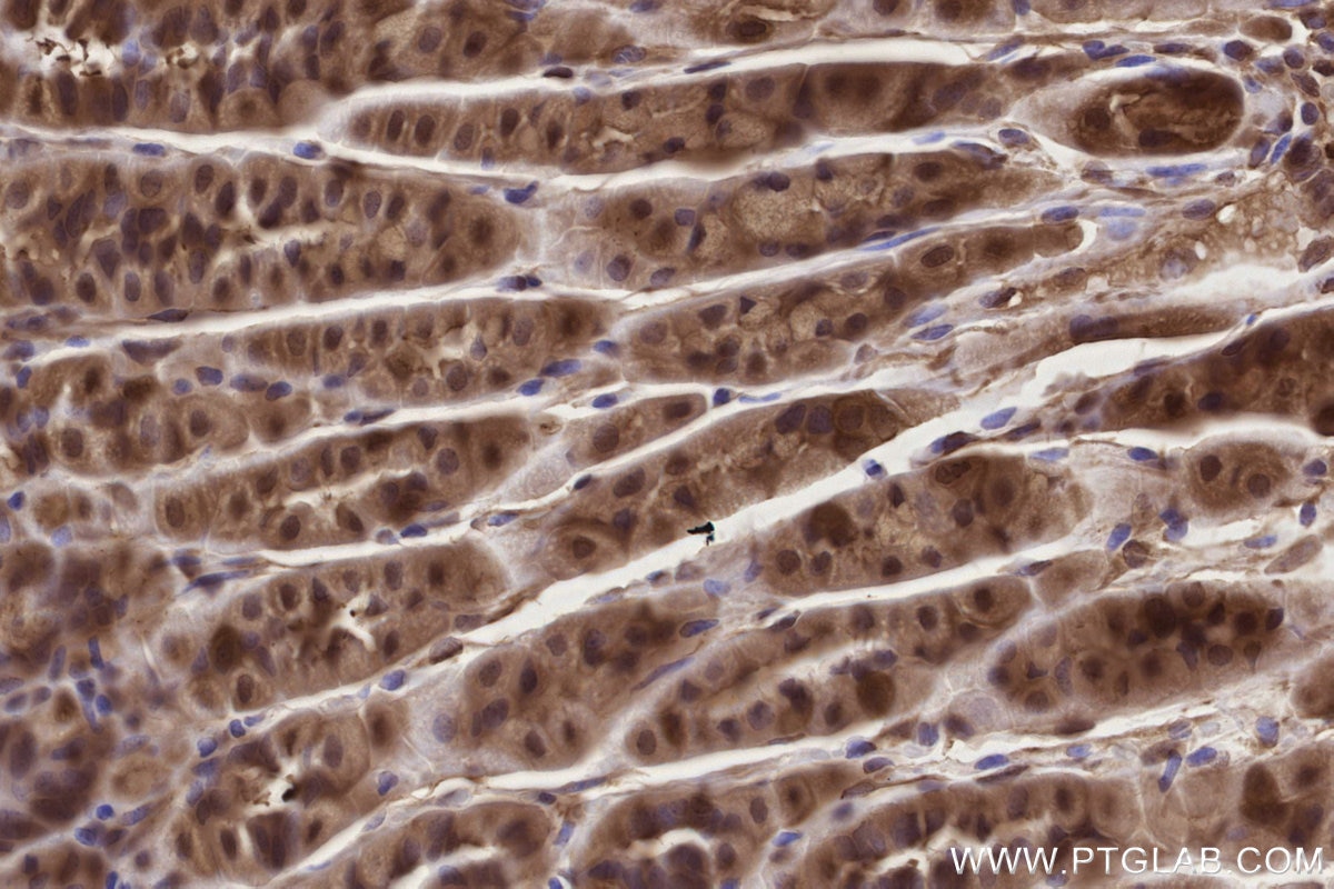 Immunohistochemistry (IHC) staining of mouse stomach tissue using CFAP36 Polyclonal antibody (24276-1-AP)