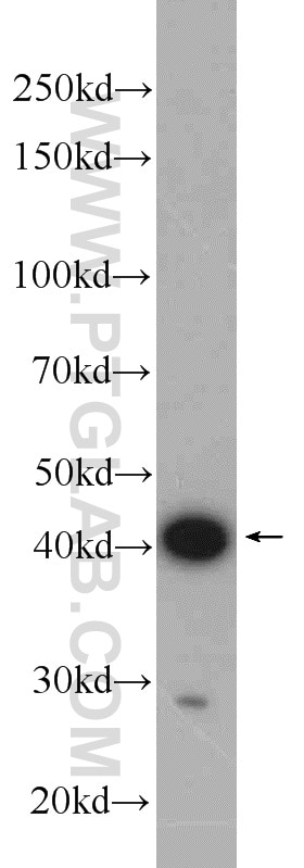 Western Blot (WB) analysis of mouse lung tissue using CCDC104 Polyclonal antibody (24276-1-AP)