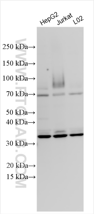 Western Blot (WB) analysis of various lysates using CCDC106 Polyclonal antibody (25965-1-AP)
