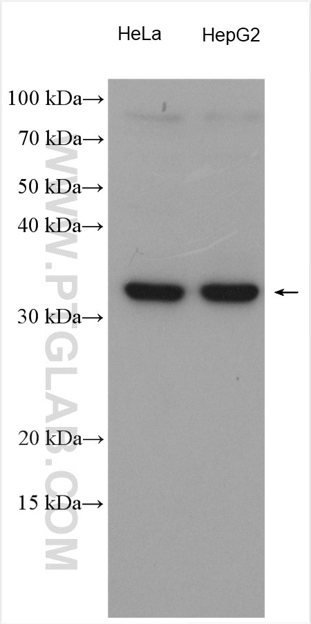 Western Blot (WB) analysis of various lysates using MCU/CCDC109A Polyclonal antibody (26312-1-AP)