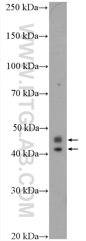 Western Blot (WB) analysis of MCF-7 cells using CCDC109B Polyclonal antibody (20387-1-AP)