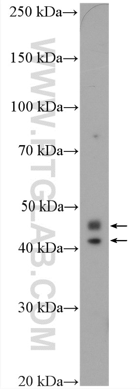 WB analysis of MCF-7 using 20387-1-AP