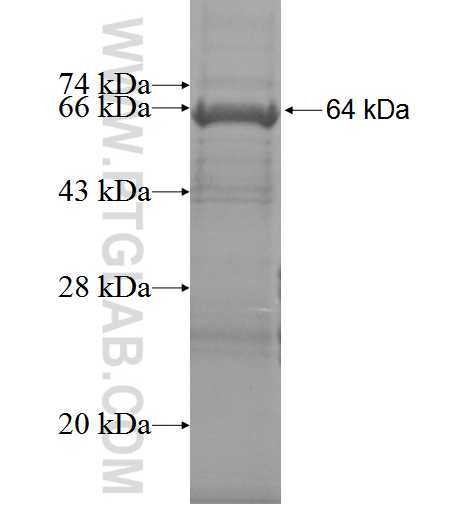 CCDC110 fusion protein Ag3662 SDS-PAGE