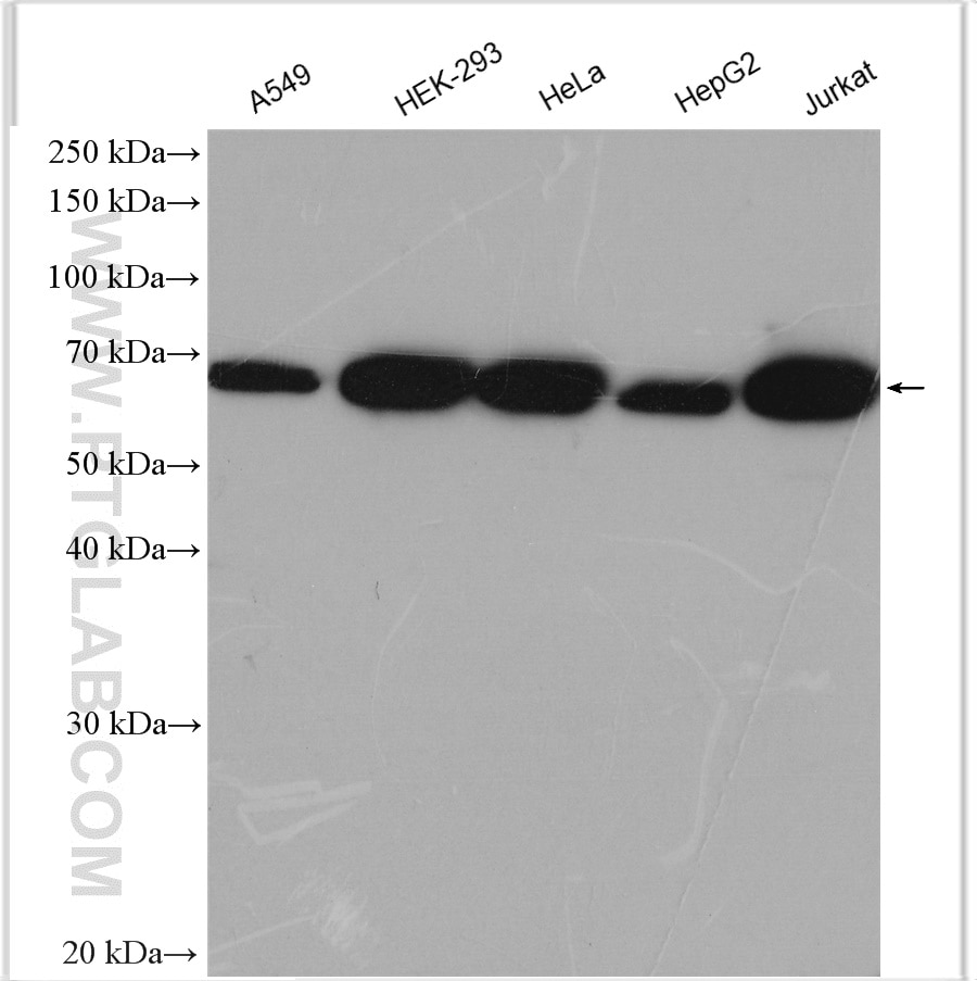 Western Blot (WB) analysis of various lysates using CCDC111/PRIMPOL Polyclonal antibody (29824-1-AP)