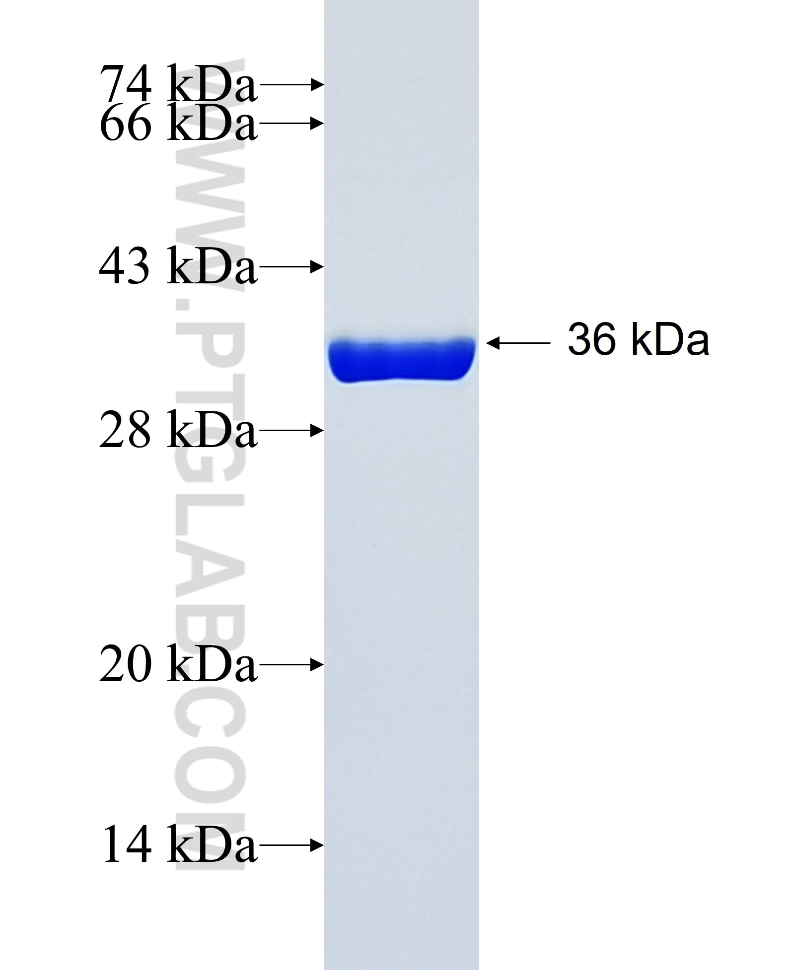 CCDC114 fusion protein Ag26053 SDS-PAGE