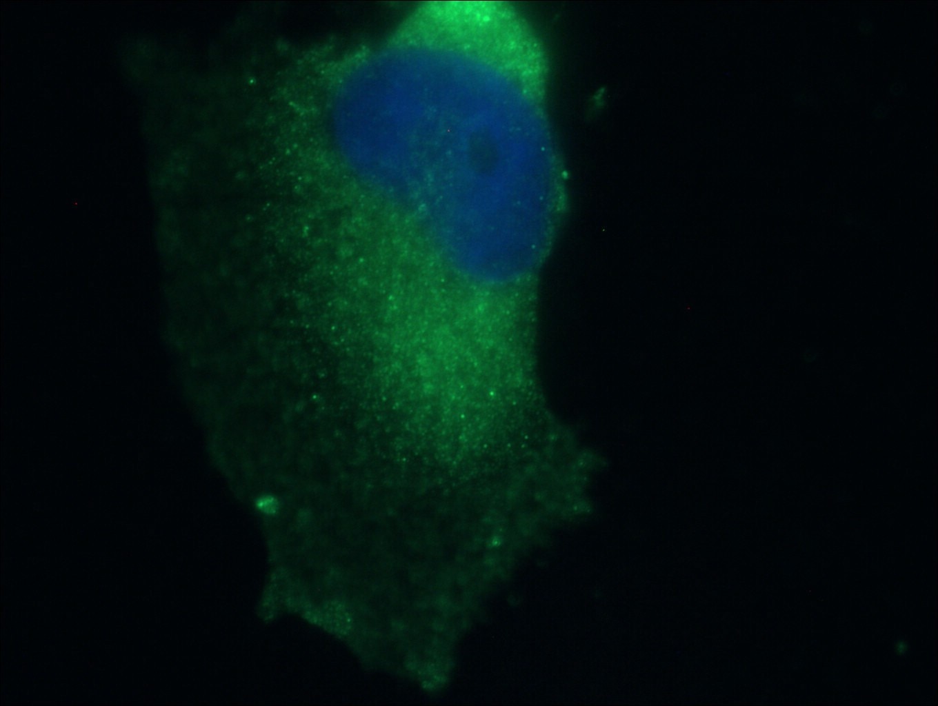 Immunofluorescence (IF) / fluorescent staining of U-251 cells using CEP89, CCDC123 Polyclonal antibody (24002-1-AP)
