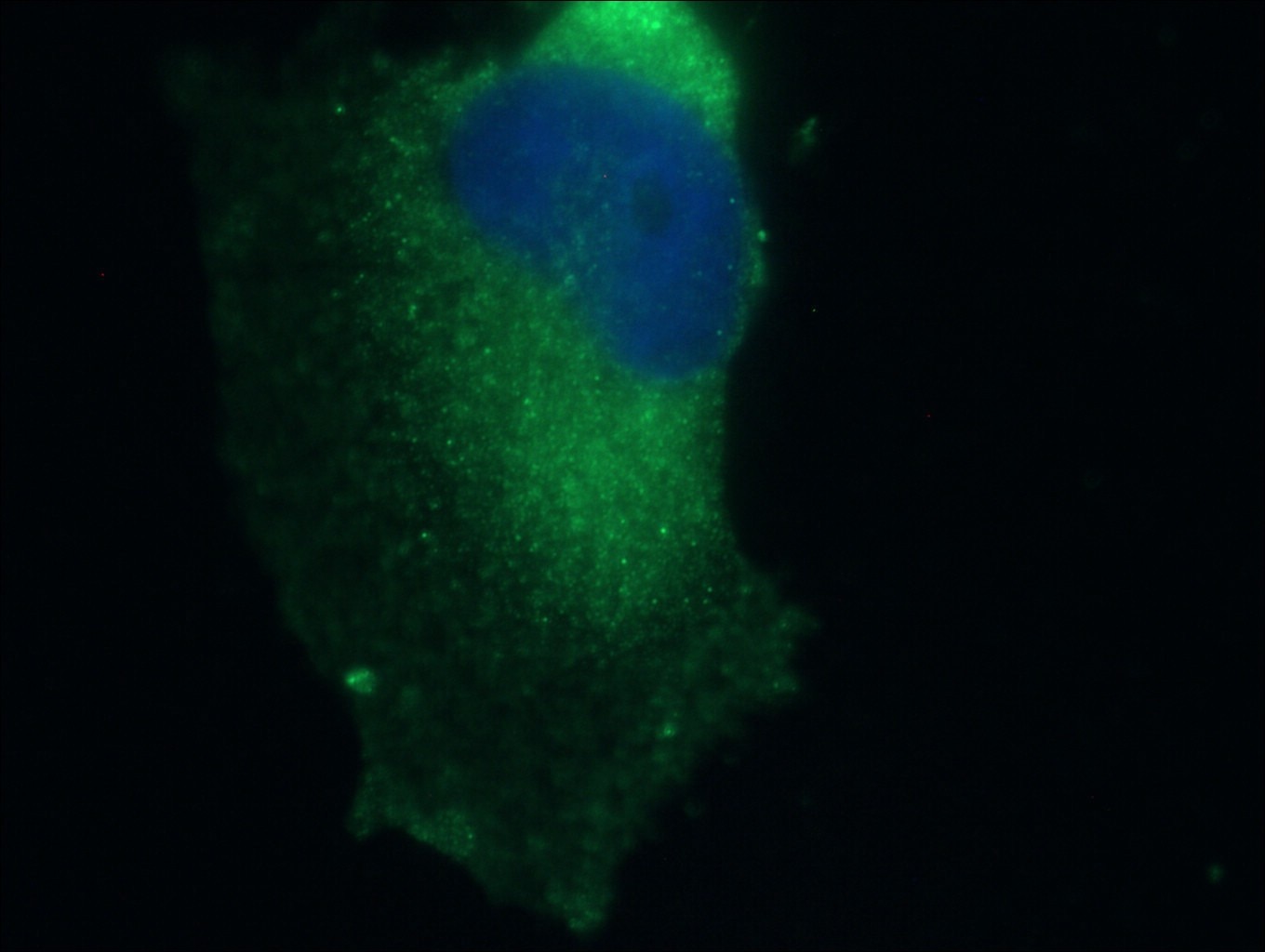 IF Staining of U-251 using 24002-1-AP