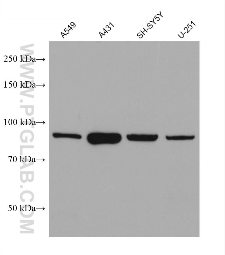 Western Blot (WB) analysis of various lysates using CEP89, CCDC123 Monoclonal antibody (68112-1-Ig)