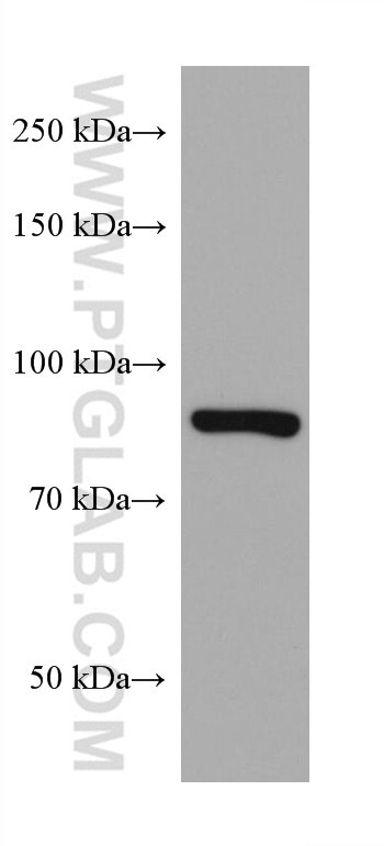Western Blot (WB) analysis of Neuro-2a cells using CEP89, CCDC123 Monoclonal antibody (68112-1-Ig)