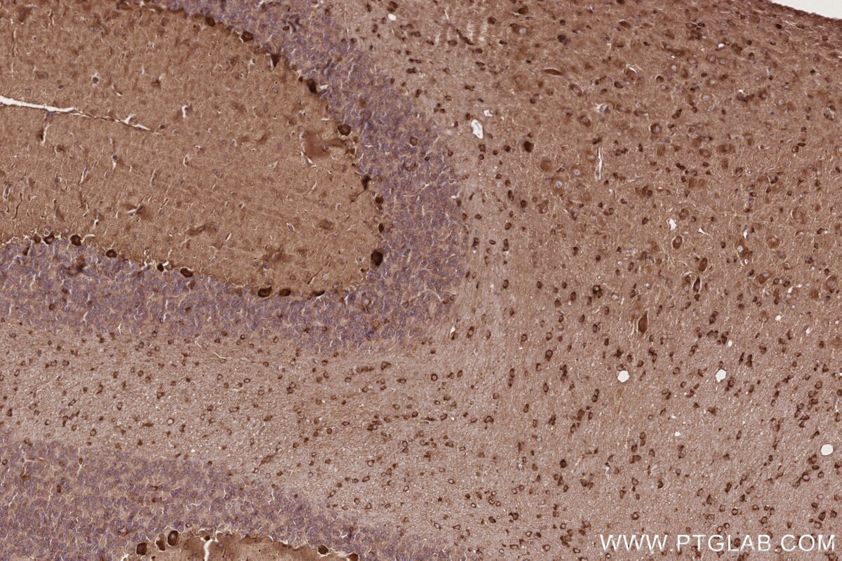 IHC staining of rat cerebellum using 27106-1-AP Immunohistochemistry (IHC) staining of rat cerebellum tissue using CCDC124 Polyclonal antibody (27106-1-AP)