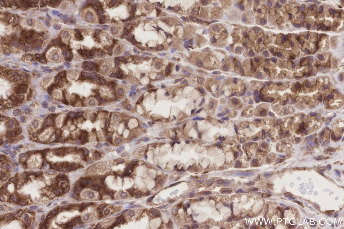 IHC staining of rat stomach using 27106-1-AP Immunohistochemistry (IHC) staining of rat stomach tissue using CCDC124 Polyclonal antibody (27106-1-AP)