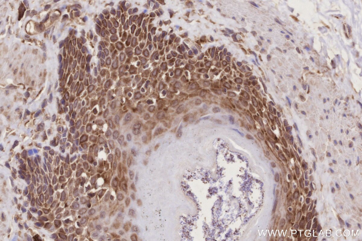 IHC staining of rat stomach using 27106-1-AP Immunohistochemistry (IHC) staining of rat stomach tissue using CCDC124 Polyclonal antibody (27106-1-AP)