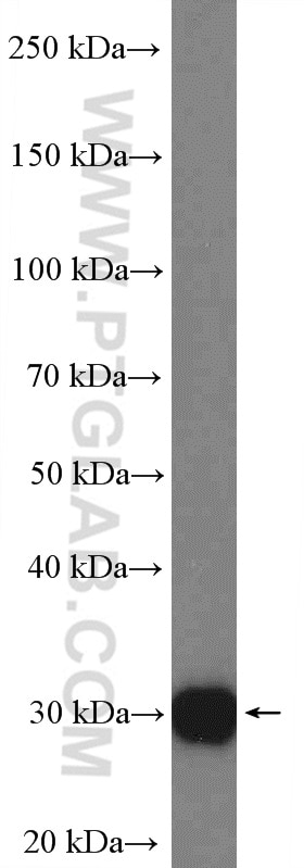 Western Blot (WB) analysis of mouse liver tissue using CCDC124 Polyclonal antibody (27106-1-AP)