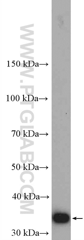 Western Blot (WB) analysis of mouse brain tissue using CCDC124 Polyclonal antibody (27106-1-AP)