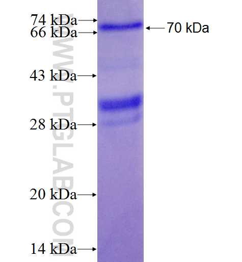 CCDC132 fusion protein Ag26944 SDS-PAGE