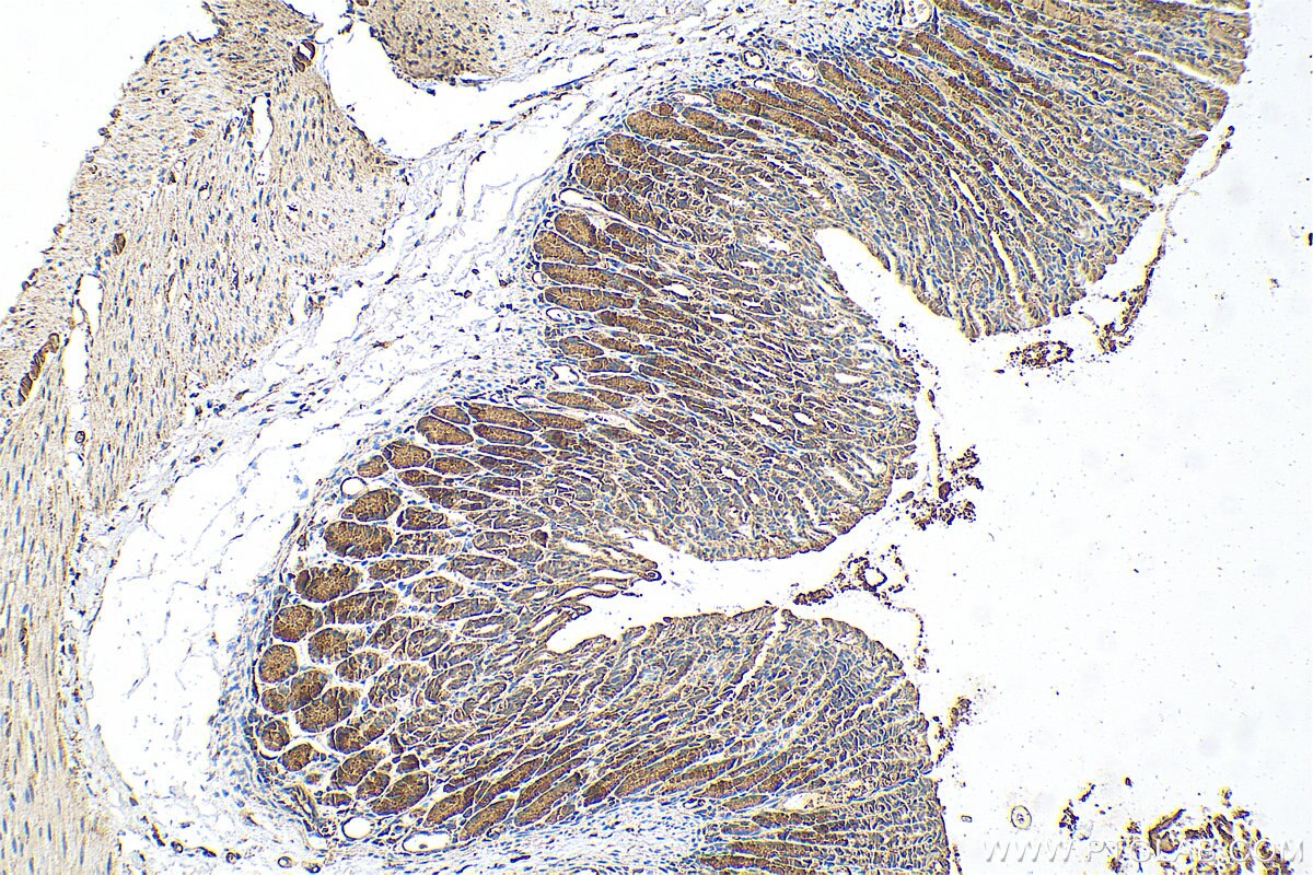 Immunohistochemistry (IHC) staining of mouse stomach tissue using CCDC136 Polyclonal antibody (21351-1-AP)