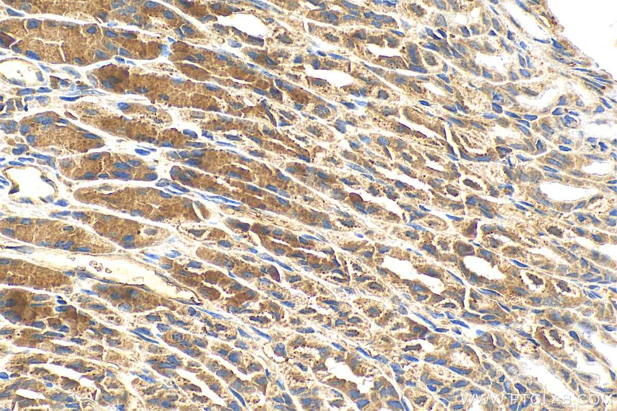 Immunohistochemistry (IHC) staining of mouse stomach tissue using CCDC136 Polyclonal antibody (21351-1-AP)