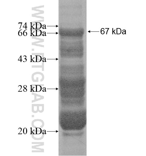 CCDC136 fusion protein Ag15737 SDS-PAGE