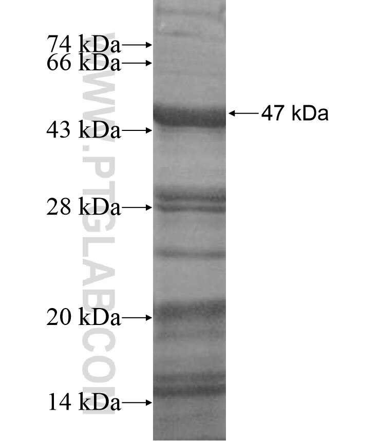 CCDC136 fusion protein Ag17199 SDS-PAGE