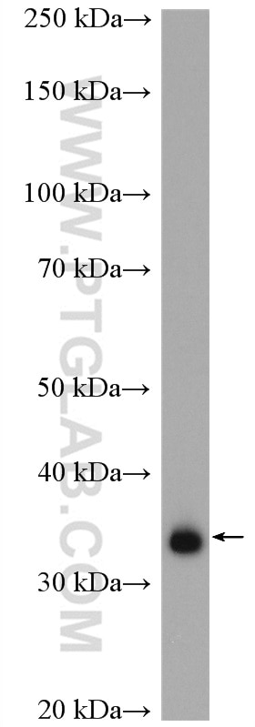 Western Blot (WB) analysis of PC-3 cells using CCDC137 Polyclonal antibody (27201-1-AP)