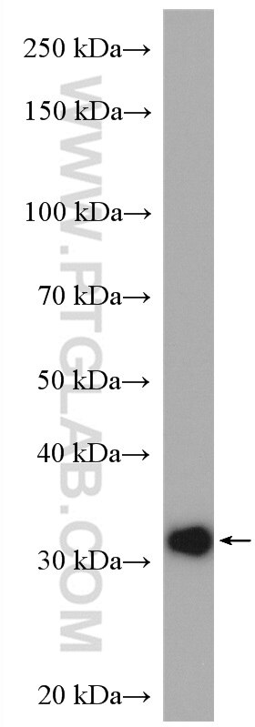 Western Blot (WB) analysis of HEK-293 cells using CCDC137 Polyclonal antibody (27201-1-AP)