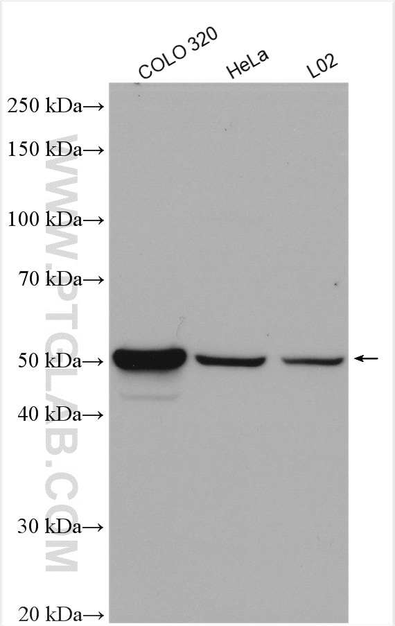 Western Blot (WB) analysis of various lysates using CCDC153 Polyclonal antibody (21390-1-AP)