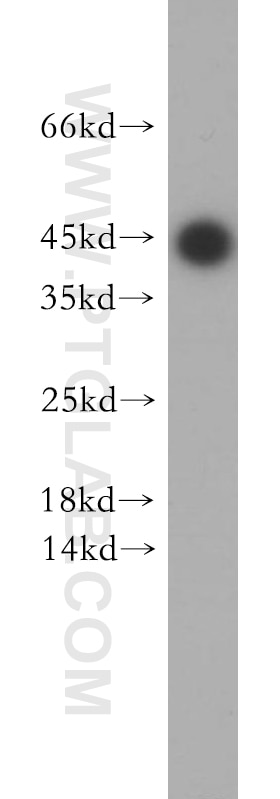 Western Blot (WB) analysis of HepG2 cells using CCDC153 Polyclonal antibody (21390-1-AP)