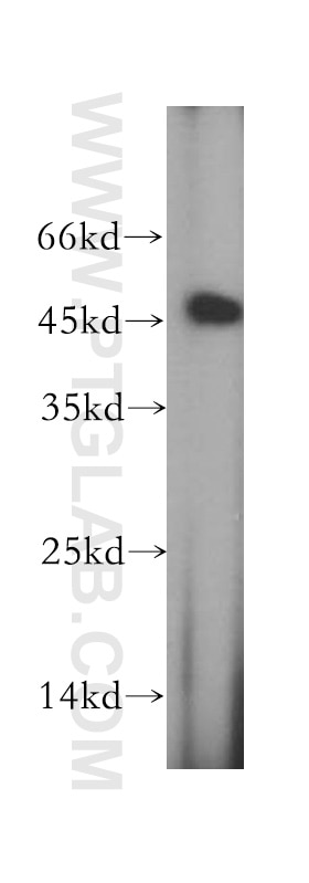 Western Blot (WB) analysis of L02 cells using CCDC153 Polyclonal antibody (21390-1-AP)