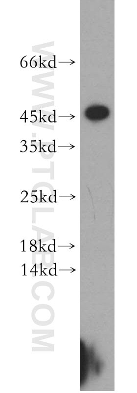Western Blot (WB) analysis of COLO 320 cells using CCDC153 Polyclonal antibody (21390-1-AP)