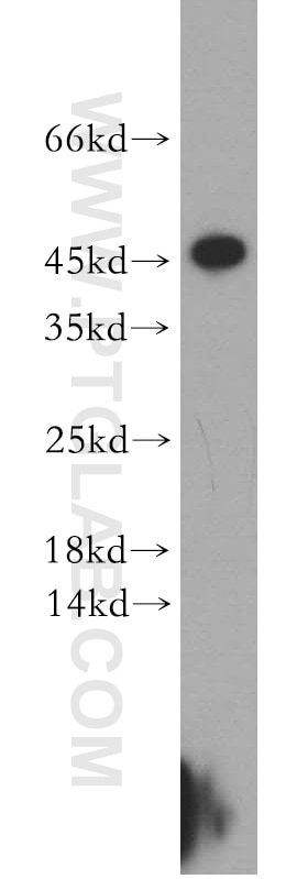 Western Blot (WB) analysis of COLO 320 cells using CCDC153 Polyclonal antibody (21390-1-AP)