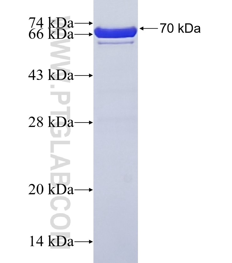 CCDC155 fusion protein Ag23682 SDS-PAGE