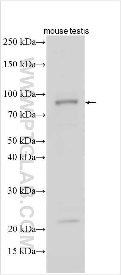Western Blot (WB) analysis of various lysates using CCDC157 Polyclonal antibody (32228-1-AP)