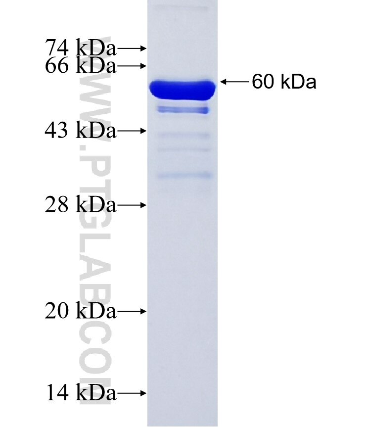 CCDC157 fusion protein Ag37002 SDS-PAGE