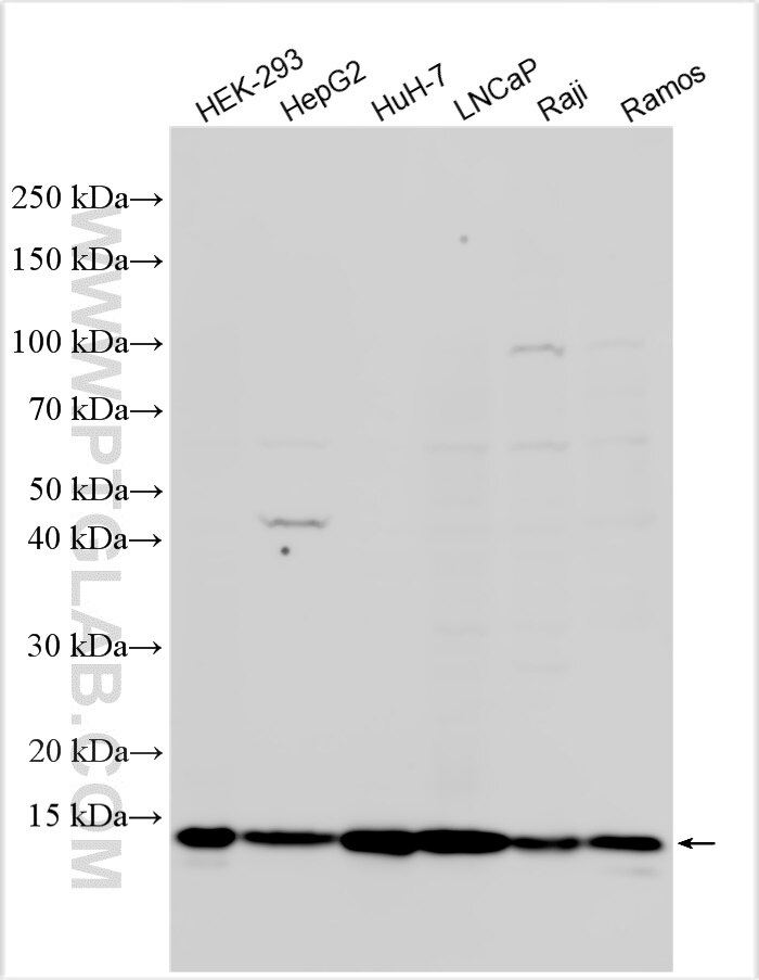 Western Blot (WB) analysis of various lysates using CCDC167 Polyclonal antibody (31922-1-AP)
