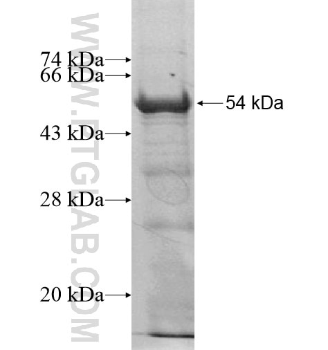 NESG1 fusion protein Ag15257 SDS-PAGE