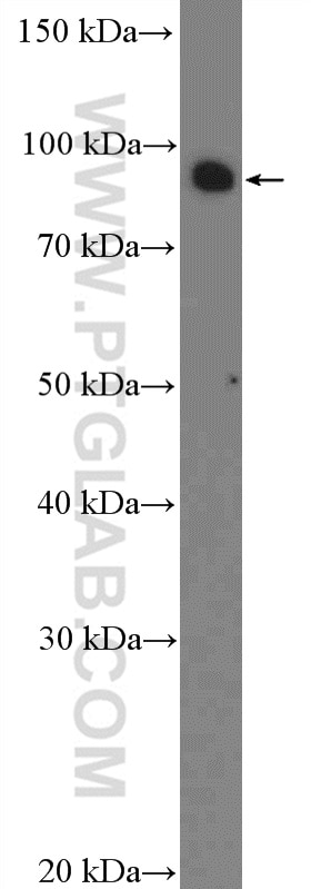 Western Blot (WB) analysis of HeLa cells using CCDC21 Polyclonal antibody (26314-1-AP)