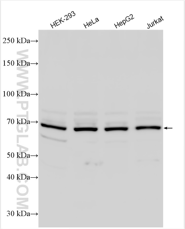 Western Blot (WB) analysis of various lysates using CCDC22 Polyclonal antibody (16636-1-AP)