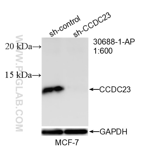 WB analysis of MCF-7 using 30688-1-AP Western Blot (WB) analysis of MCF-7 cells using CCDC23 Polyclonal antibody (30688-1-AP)