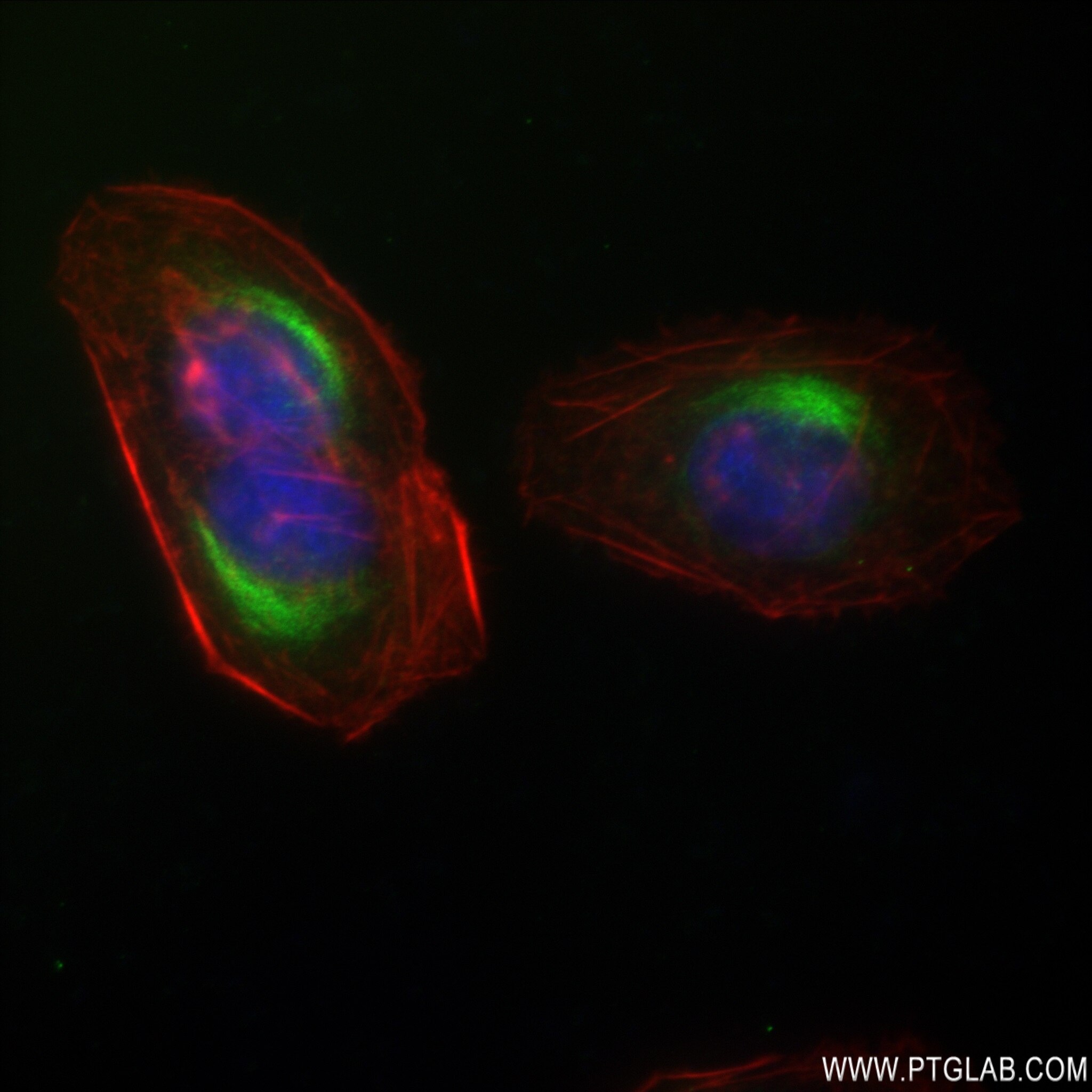 Immunofluorescence (IF) / fluorescent staining of U2OS cells using CCDC23 Recombinant antibody (82998-4-RR)