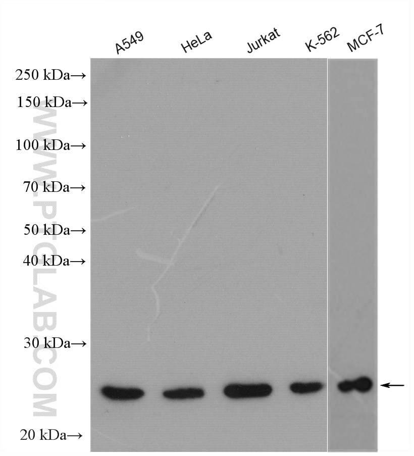 Western Blot (WB) analysis of various lysates using CCDC25 Polyclonal antibody (21209-1-AP)