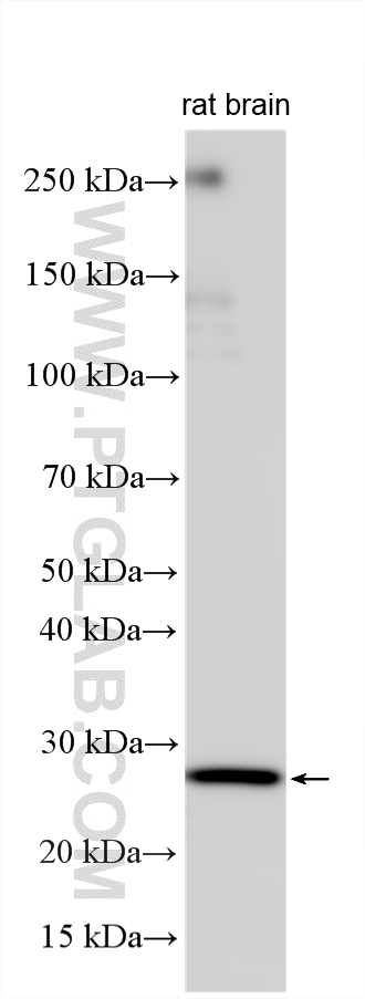 Various lysates were subjected to SDS PAGE followed by western blot with 21209-1-AP (CCDC25 antibody) at dilution of 1:3000 incubated at room temperature for 1.5 hours. Western Blot (WB) analysis of various lysates using CCDC25 Polyclonal antibody (21209-1-AP)
