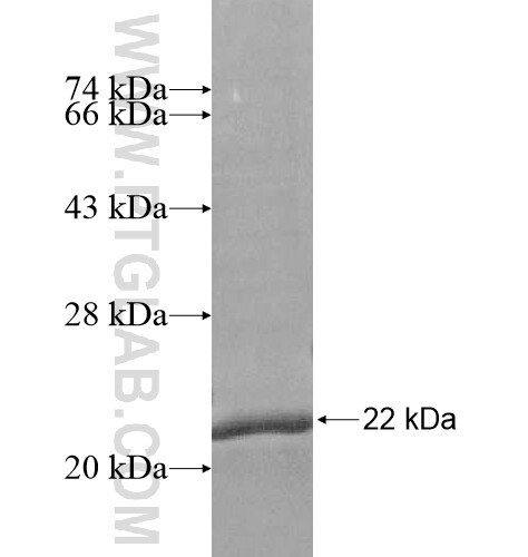 CCDC25 fusion protein Ag15779 SDS-PAGE