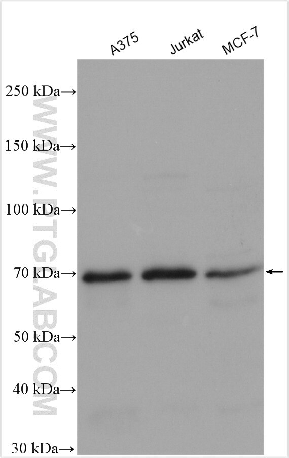 Western Blot (WB) analysis of various lysates using CCDC28A Polyclonal antibody (14807-1-AP)